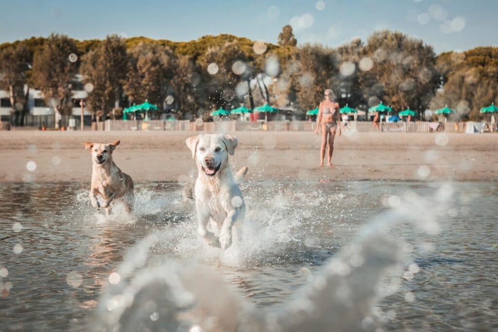 kutyabarát strandon játszik a kutya
