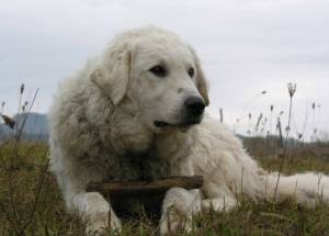 kuvasz fekszik