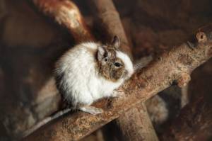 degu ül a faágon