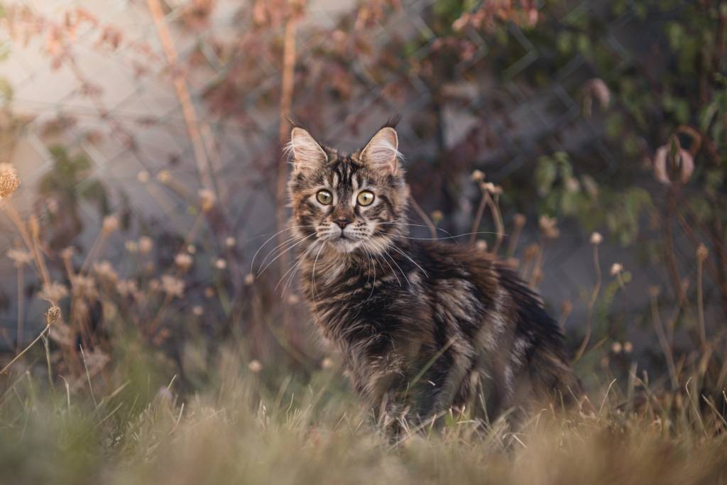 maine coon macska figyel a kertben