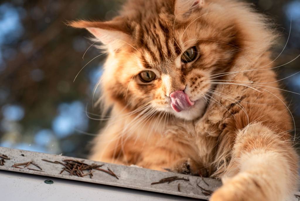 maine coon macska néz és megnyalja a száját