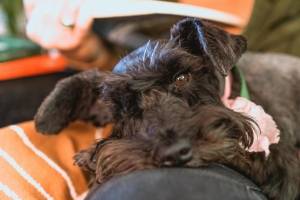 törpe schnauzer a kanapén kényelmesen elfekszik