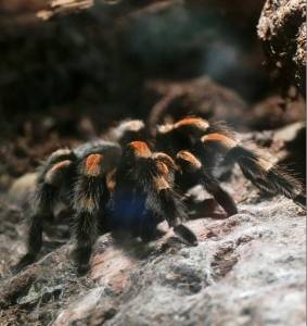 tarantula terráriumban hálójában