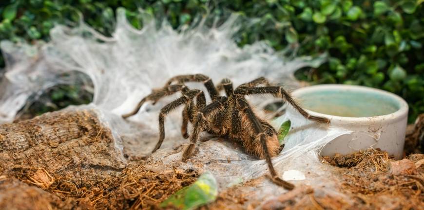 tarantula terráriumban hálójában