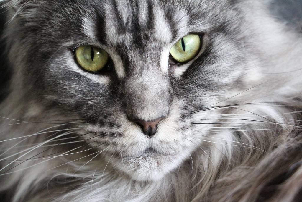 maine coon macska figyel