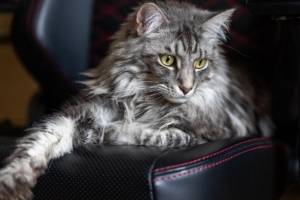 maine-coon macska figyel