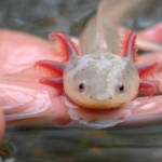 Axolotl: a kis mosolygós csoda, ami sosem nő fel