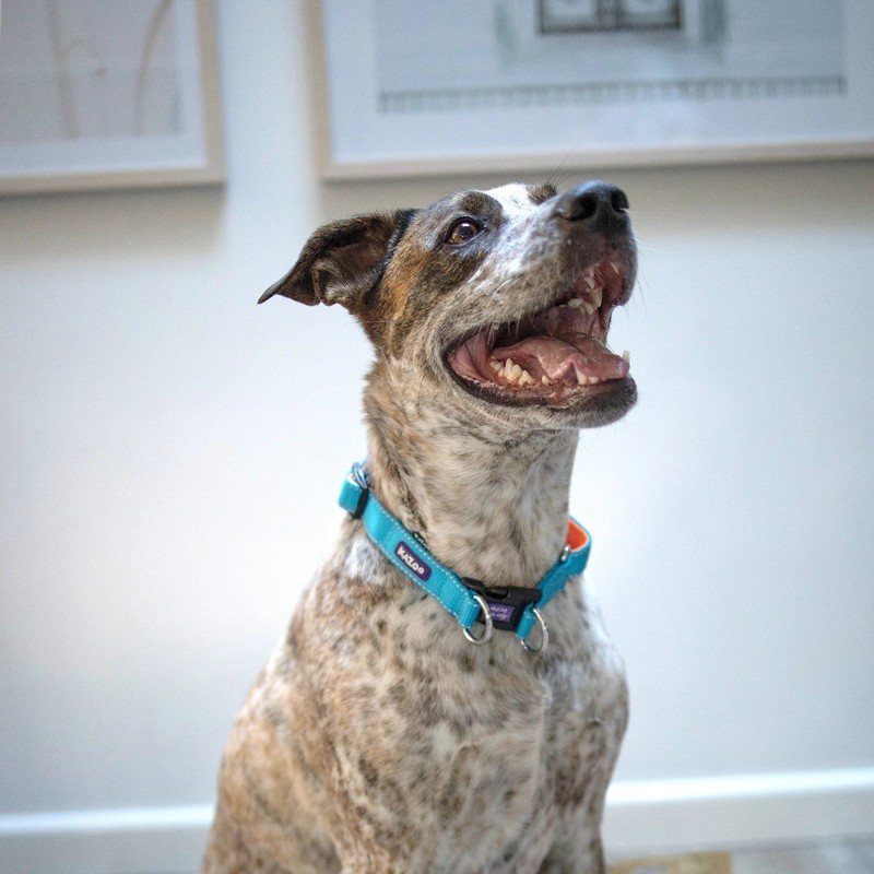 Kazoo Easy-clip Collar - Active S / Ocean Sunrise