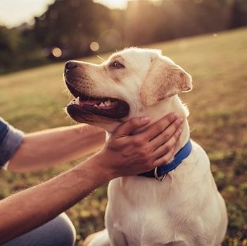 The groom room pet spa sale
