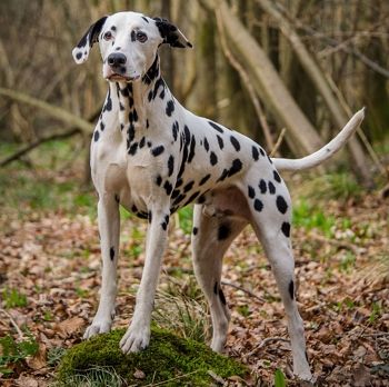 Holme from home kennels hot sale