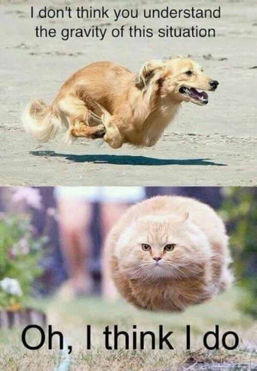 funny dogs and cats with captions