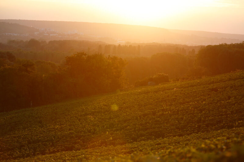 Vintages - Champagne Philipponnat