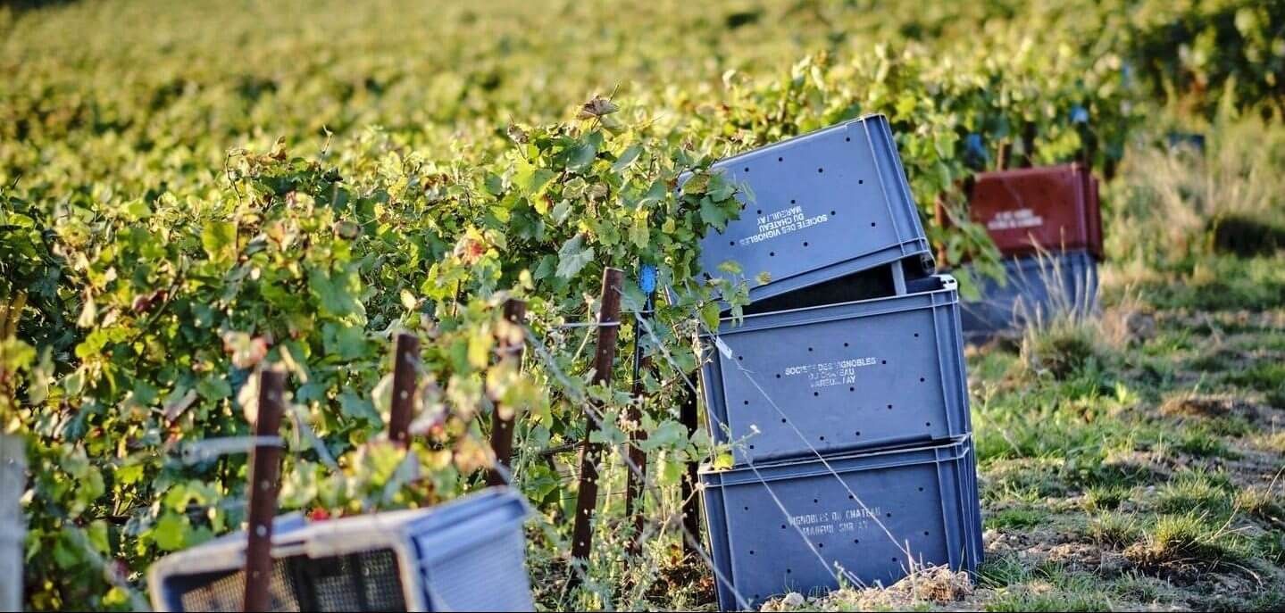 Vendanges 2024 - Champagne Philipponnat