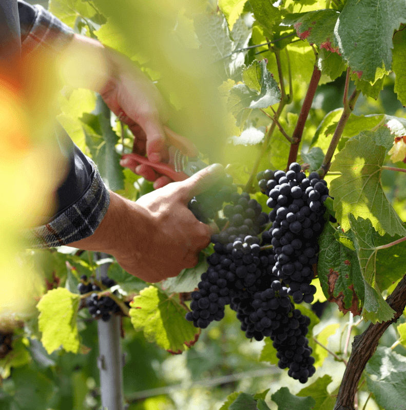 Les vendanges 2022 - Champagne Philipponnat