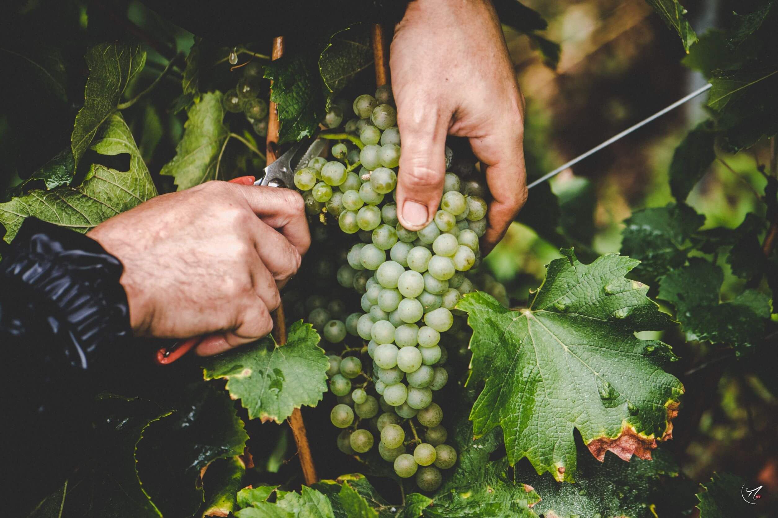 Harvest Time - Champagne Philipponnat