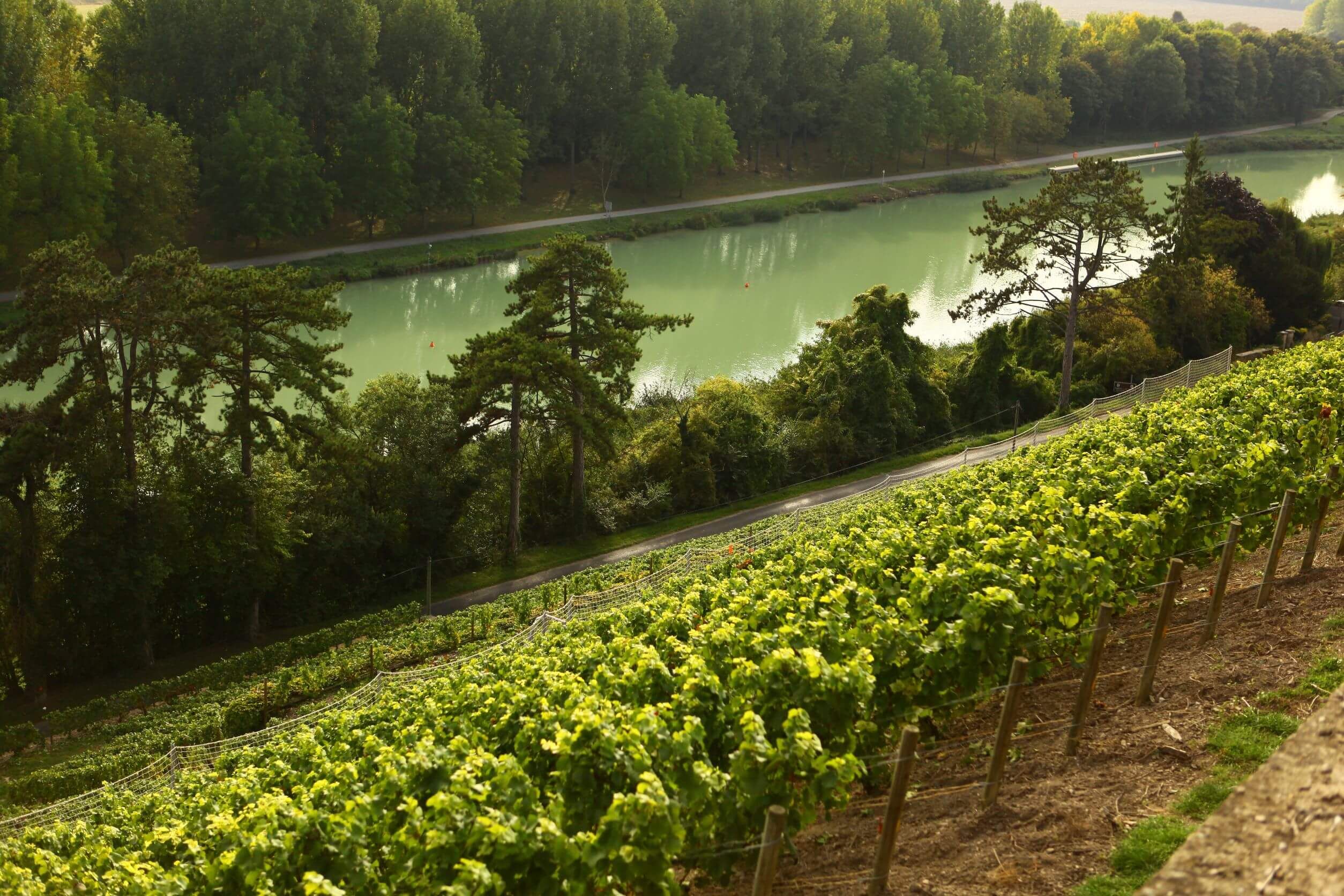 « À 45 Degrés » - Champagne Philipponnat