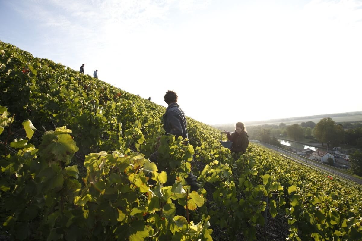 “At 45 Degrees” - Champagne Philipponnat