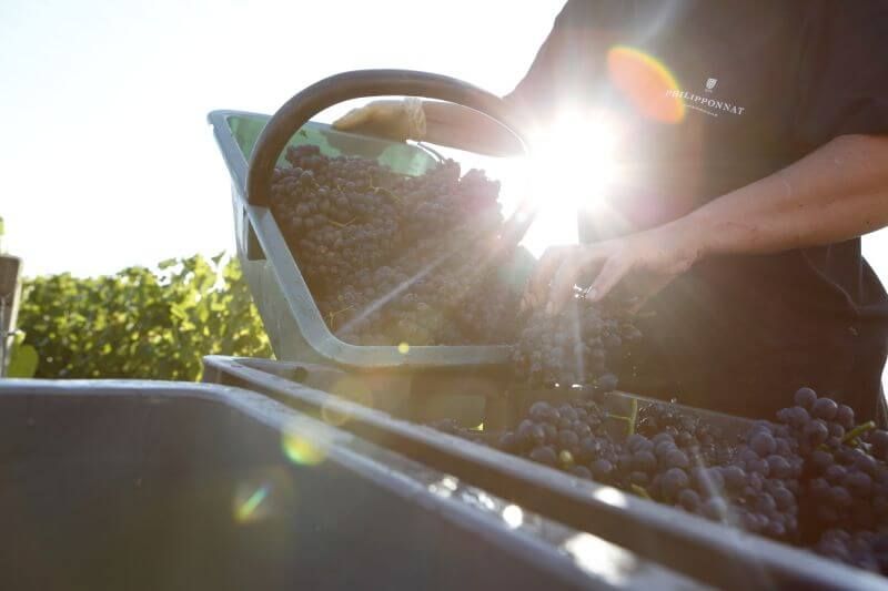 The 2022 Harvest - Champagne Philipponnat