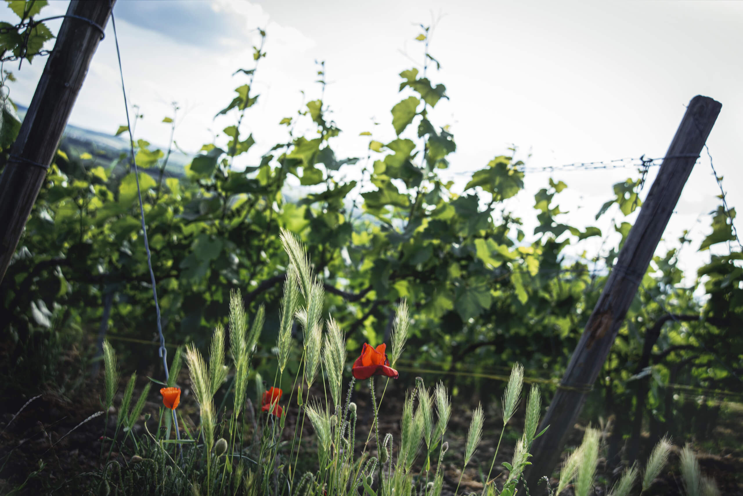 Along the Marne - Champagne Philipponnat