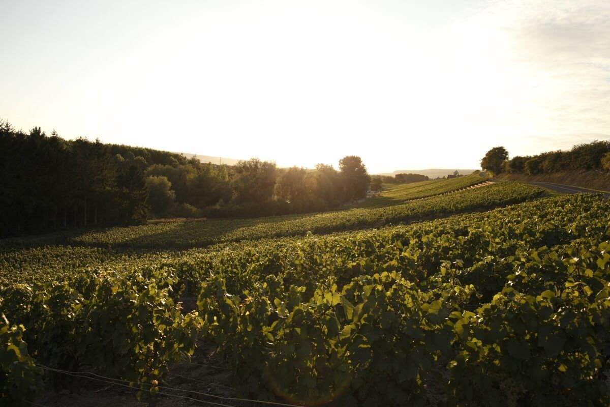 Notre savoir-faire - Champagne Philipponnat