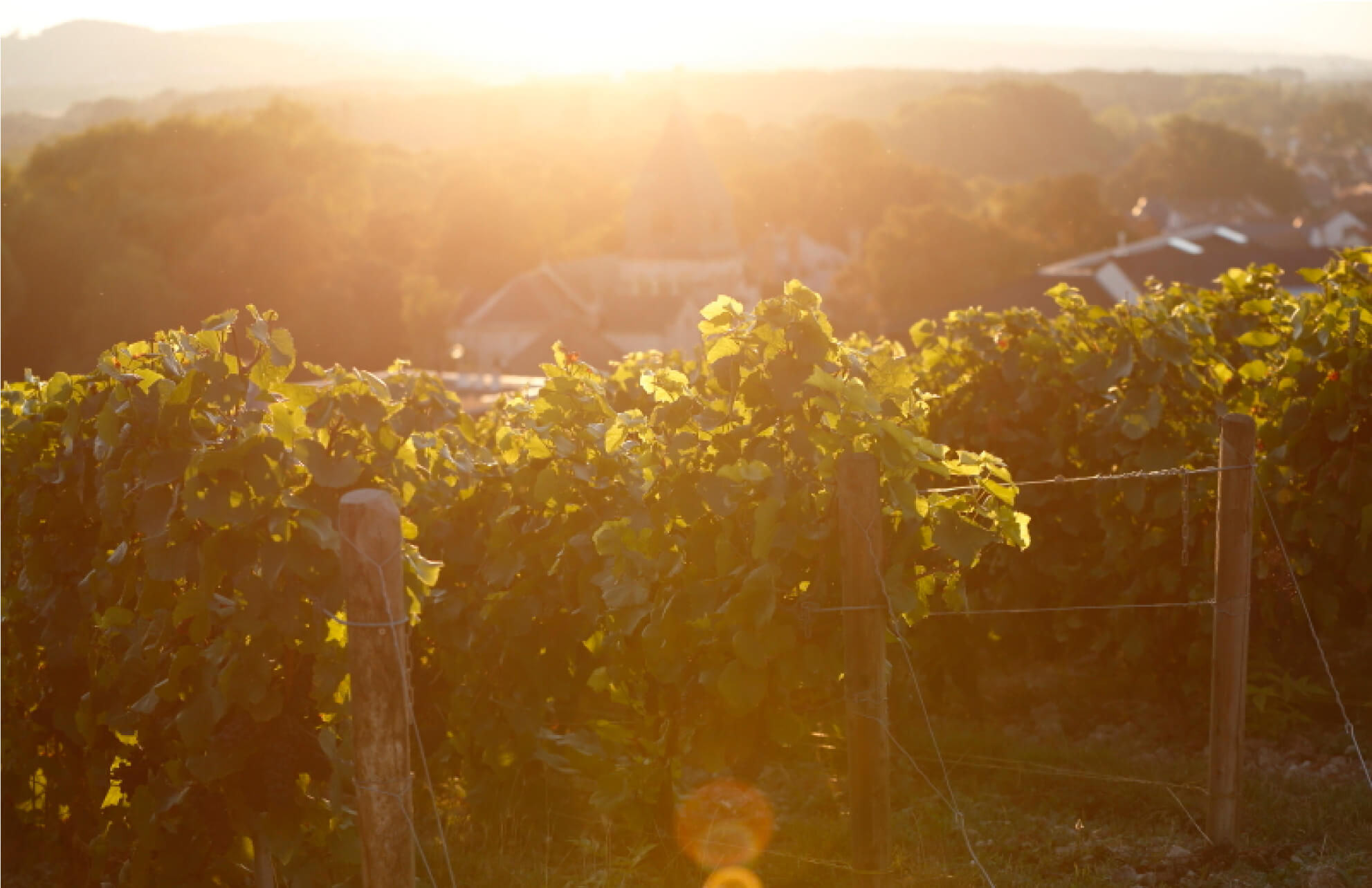 Accueil - Champagne Philipponnat