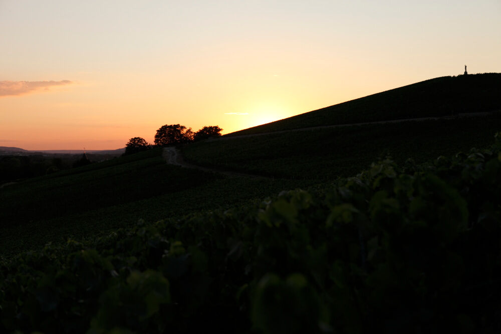Les vins clairs - Champagne Philipponnat