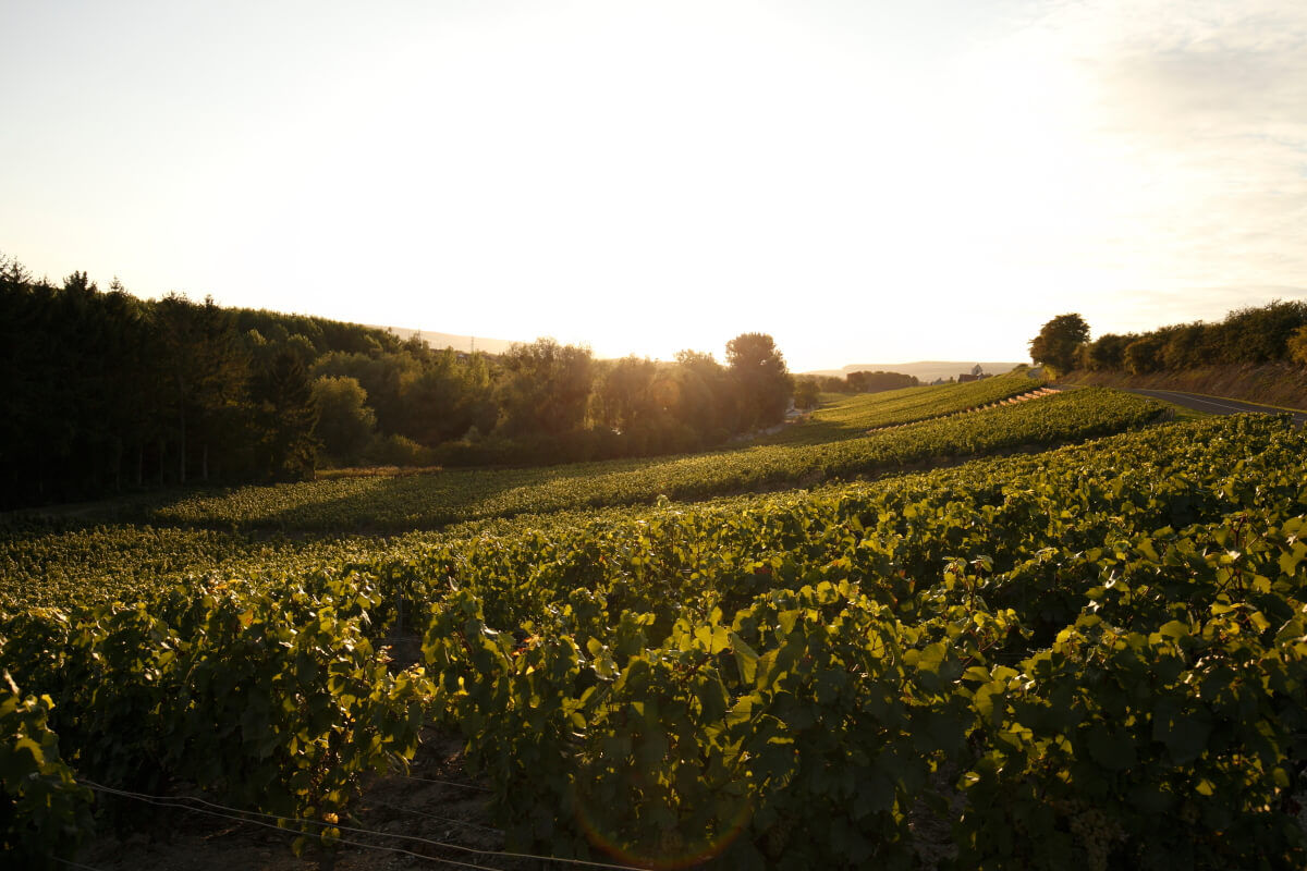 Specific Plots - Champagne Philipponnat