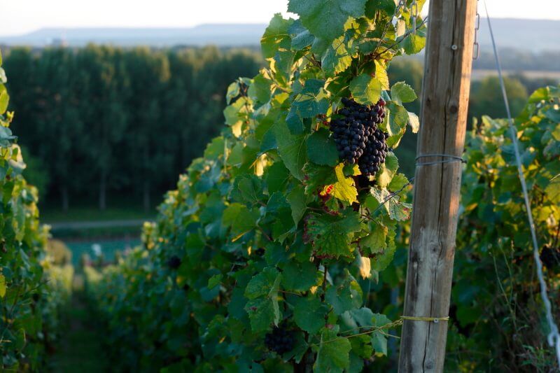 Clos des Goisses - Champagne Philipponnat