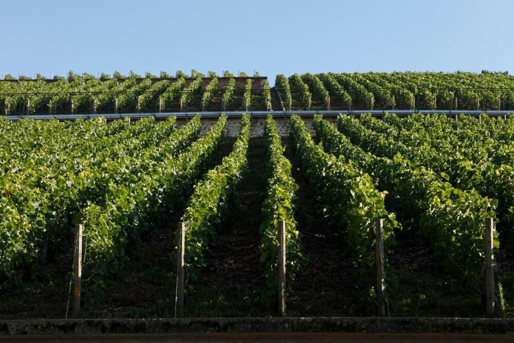 Clos des Goisses - Champagne Philipponnat