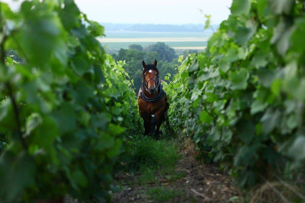 Clos des Goisses - Champagne Philipponnat