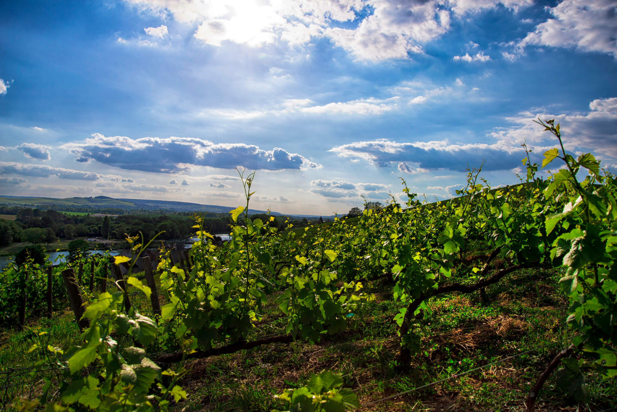 Our Experiences - Champagne Philipponnat