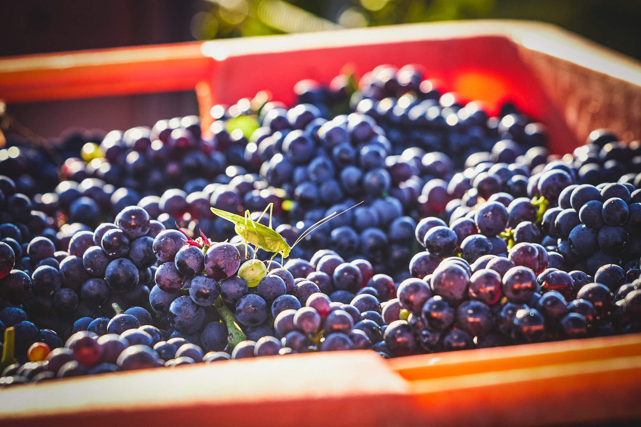 2025 harvest - Champagne Philipponnat