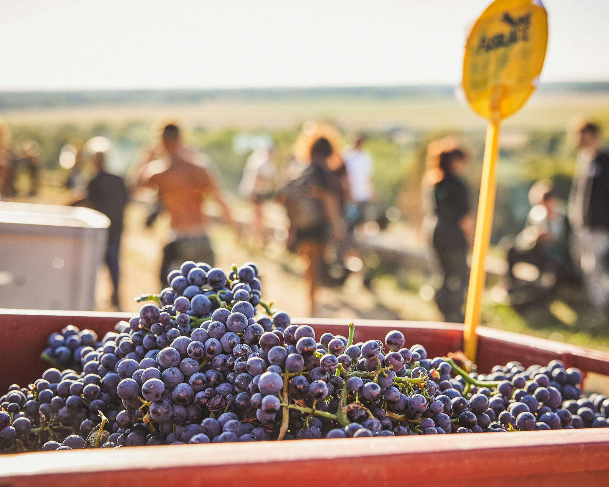 2025 harvest - Champagne Philipponnat