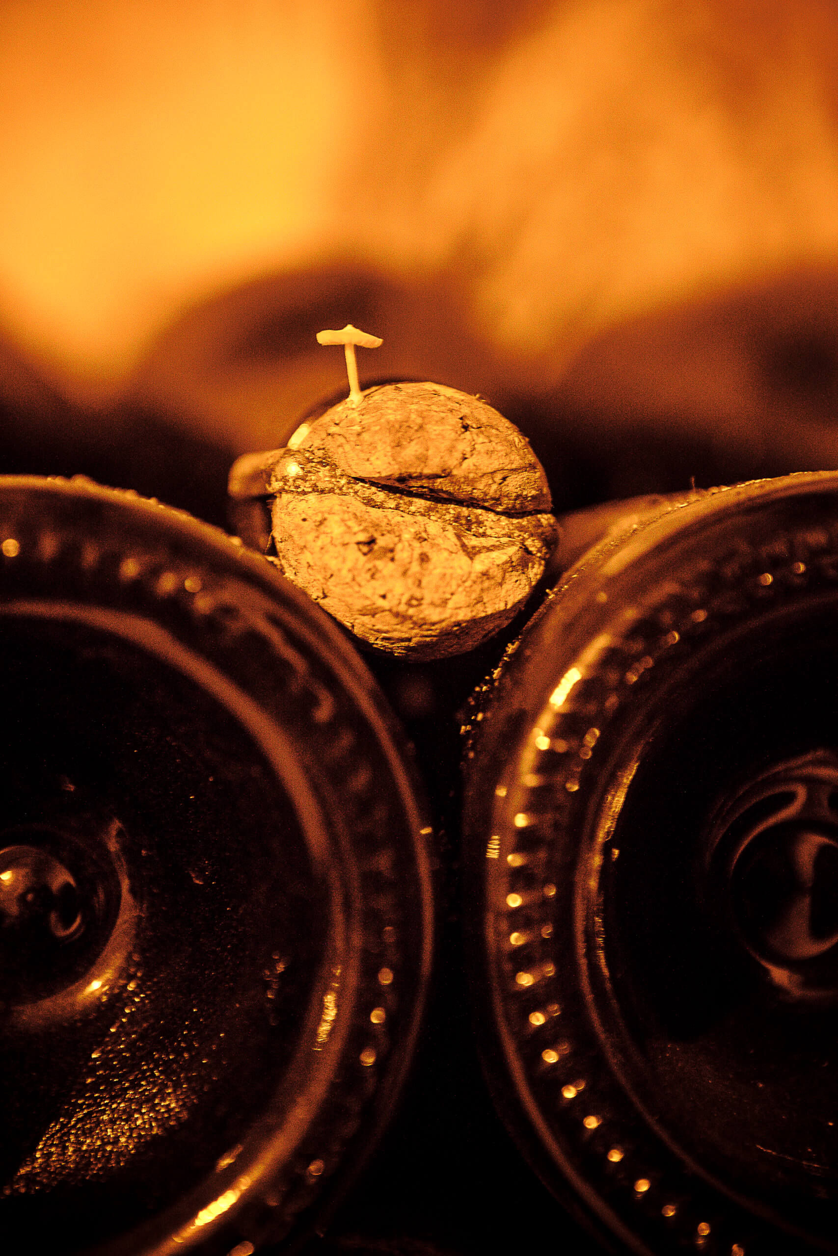 Les Mystères de la Champagne - Champagne Philipponnat