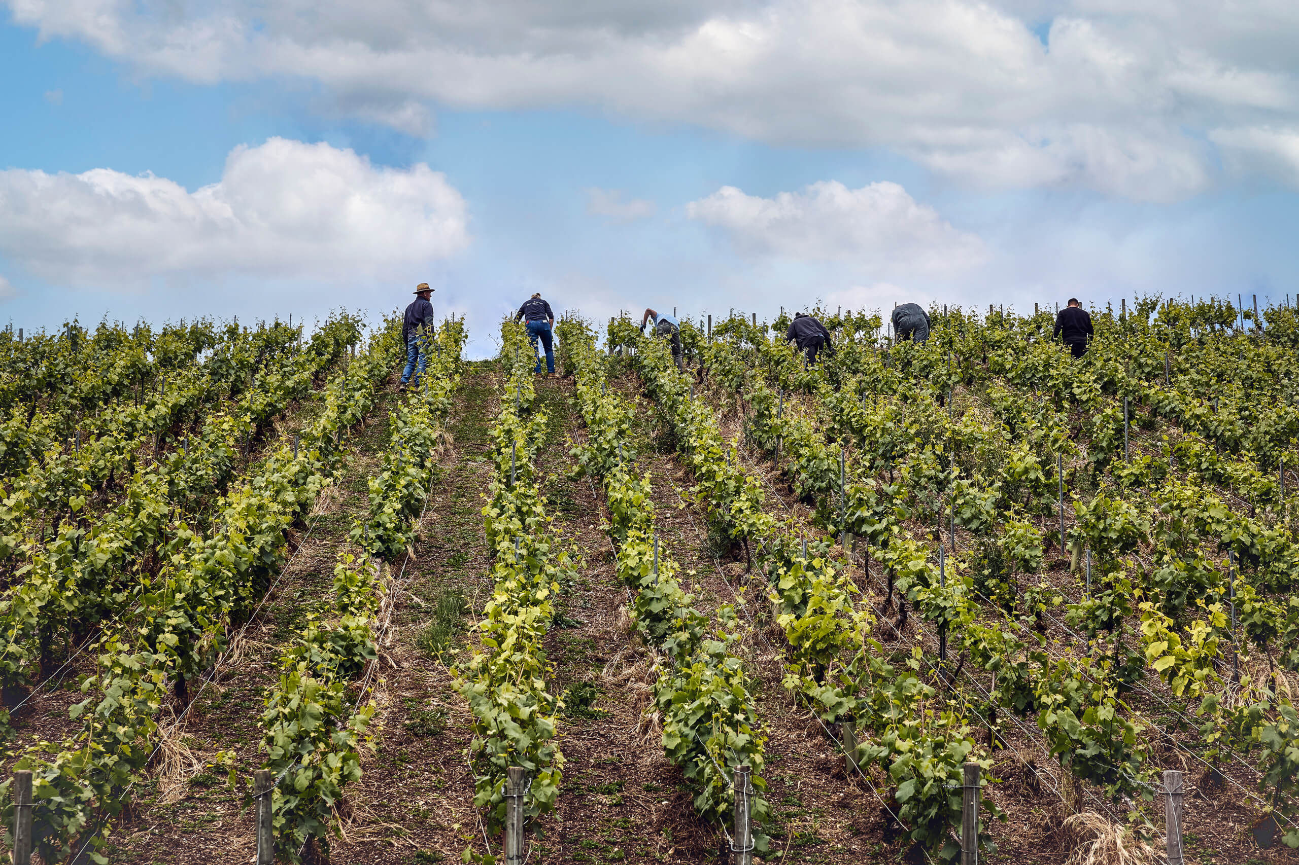 Les promesses de l&rsquo;été - Champagne Philipponnat