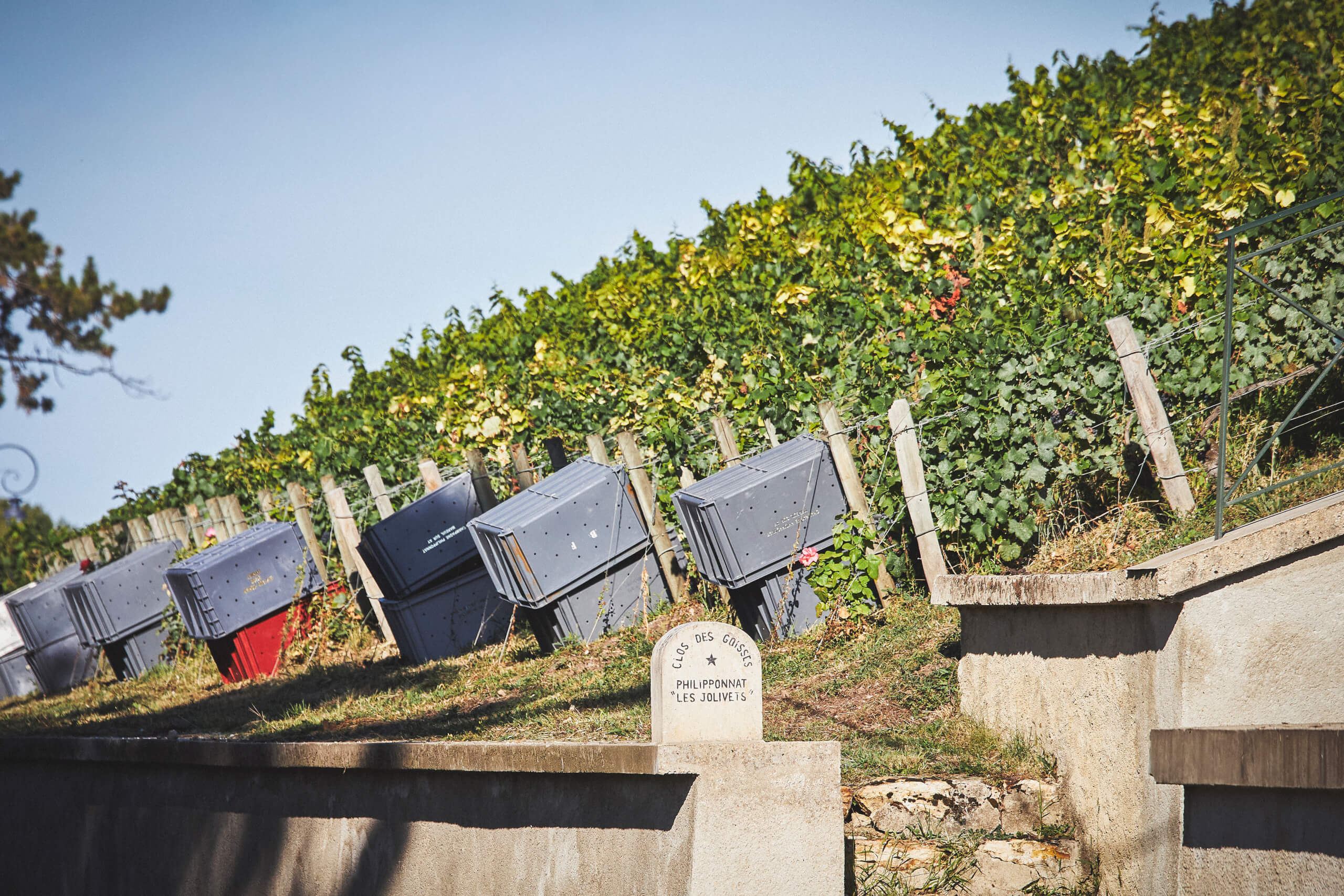 2026, des vendanges historiques - Champagne Philipponnat
