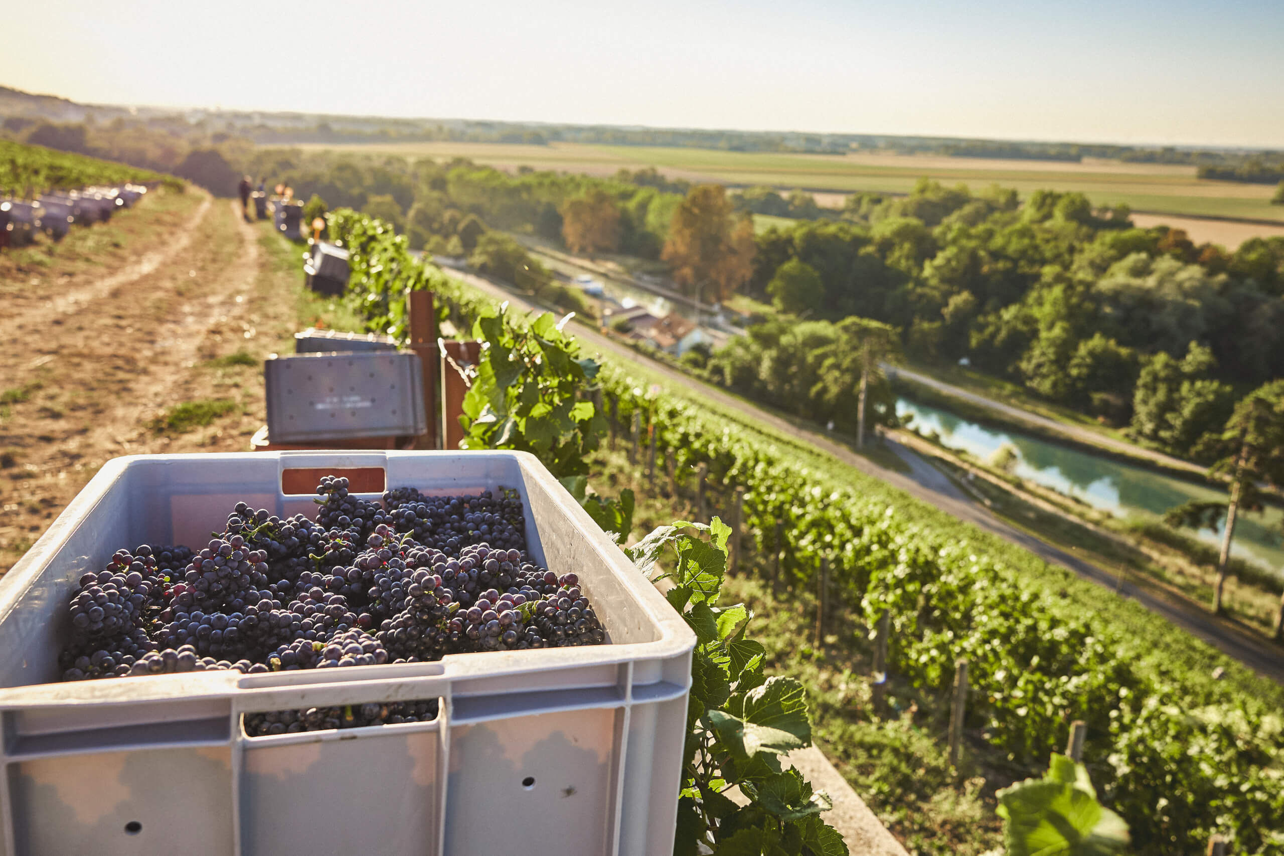 2026, des vendanges historiques - Champagne Philipponnat