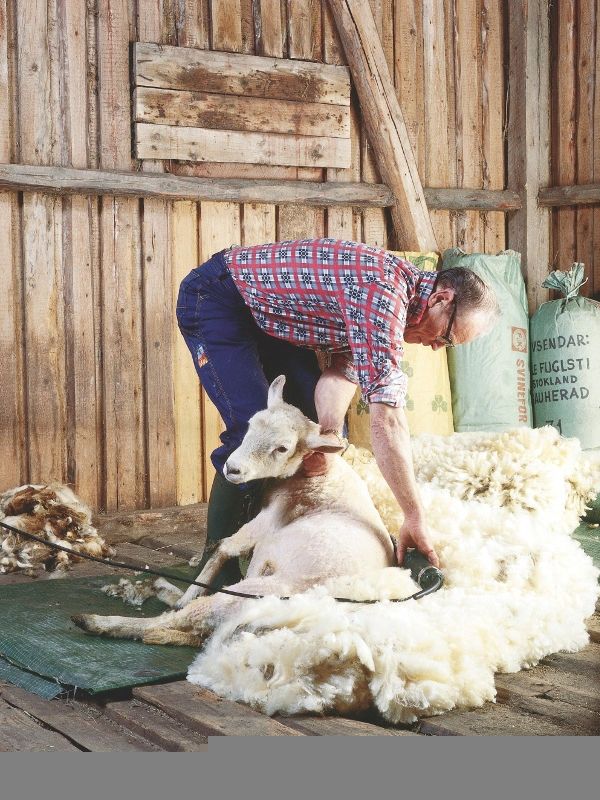 Norwegian Sheep