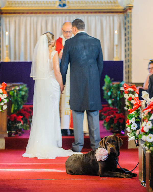 Dog watching in aisle Hellaby Hall wedding photographers Rotherham
