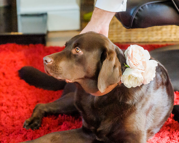Tiim's dog with wedding flowers Hellaby Hall wedding photographers Rotherham