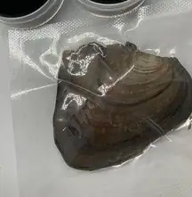 Silver Cardinal & Camera Charm Pearl cage sterling silver pendant set oyster new