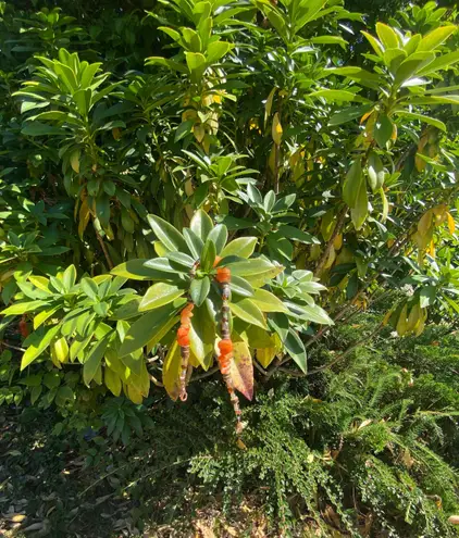 Handmade Beaded Anklet Orange