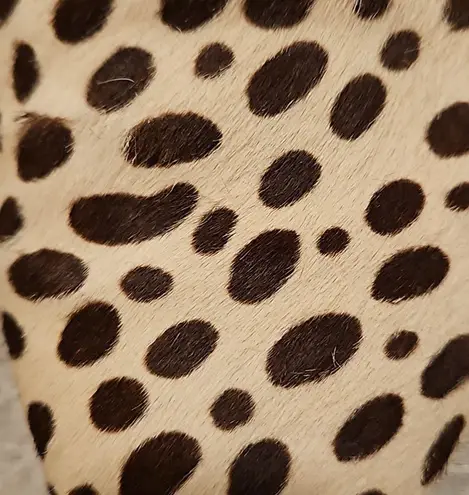 Jenni Kayne 💕💕 Pony Hair Mules ~ Cheetah Print EU 37.5