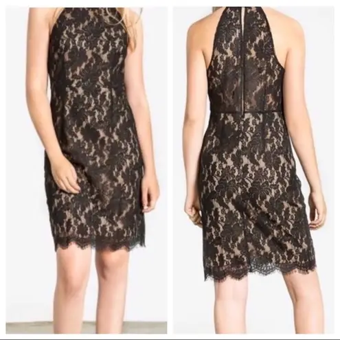 Sans Souci High Neck Black & Tan Lace Midi Dress