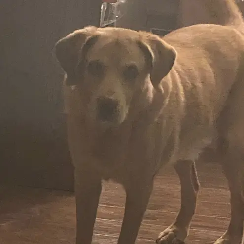 Frank & Eileen Pant Wicklow Chino Twill Mid-Rise Cropped Raw Light Pink 10 GUC