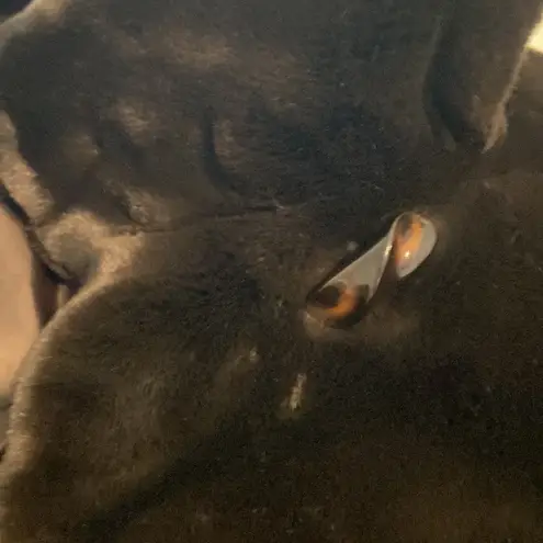 Pamela McCoy Dark Brown Faux Fur Long
Coat Size 1X New with tags