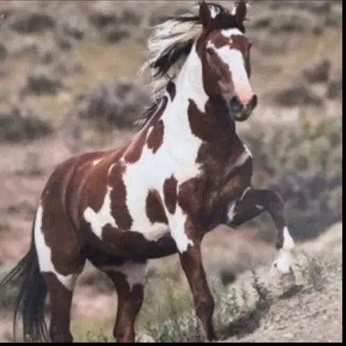 Wild Horse Turquoise 925 Silver Plated Necklace Native American Jewelry Brown