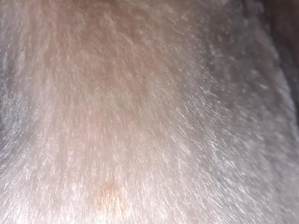 Vintage Brazotta Real Fur Double Breasted Tan and Brown Coat Size L