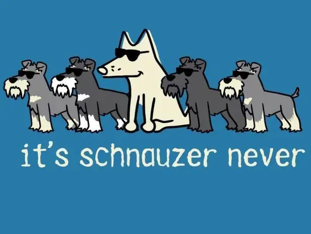 Teddy The Dog It's Schnauzer Never COBALT Ladies LARGE V-neck Short Sleeve T-shirt