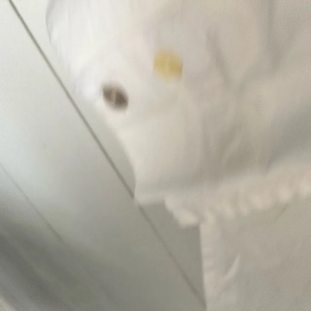 Eileen Fisher Women’s White Medium? Button Down Blouse Flawed See Measurements - Image 9